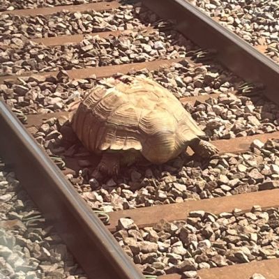 Chaos na kolei. Tym razem winny… żółw