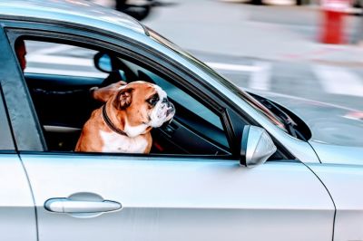 Przewozisz psa samochodem? Jeżeli robisz to nieprawidłowo, możesz otrzymać mandat w wysokości 5 tys. funtów