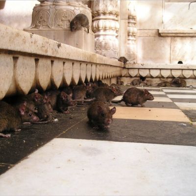 Plaga szczurów w Merseyside